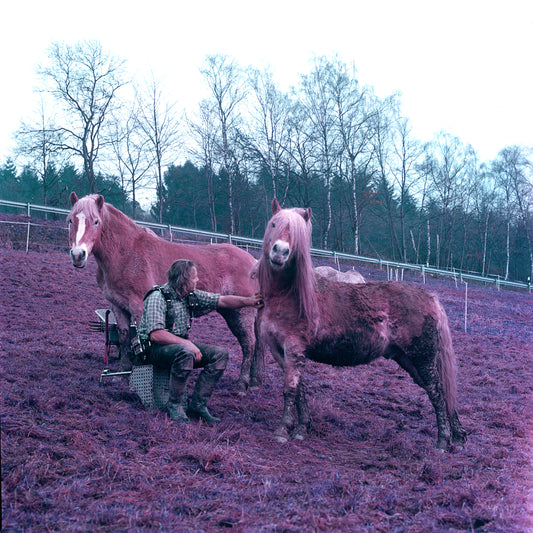 Ollie Caresses His Lovers, Animals In Love