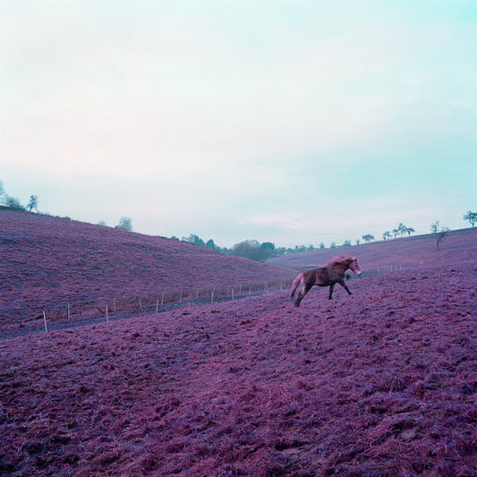 Love In The purple periphery, Animals In Love